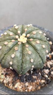 (Category: ) located in . Submitted by desertbalcony (Listing ID 1450994839, Image 1). Description: .