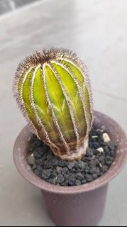(Category: ) located in . Submitted by desertbalcony (Listing ID 1448767896, Image 1). Description: .