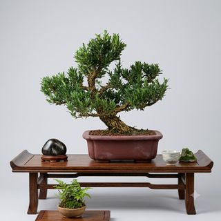 Bonsai  Collection item 1
