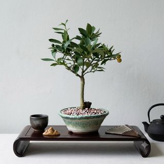 Platycerium and other plants Collection item 1
