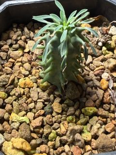 （分類：）位於 。 由 EvensHouse 提交（商品編號 1451035801，圖片 1）。簡介： 。