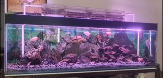 (Category: ) located in . Submitted by coolfire.544919 (Listing ID 1451022073, Image 1). Description: .