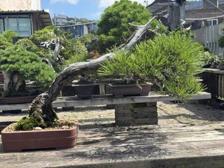 (Category: ) located in . Submitted by plants_plants (Listing ID 1450945524, Image 1). Description: .