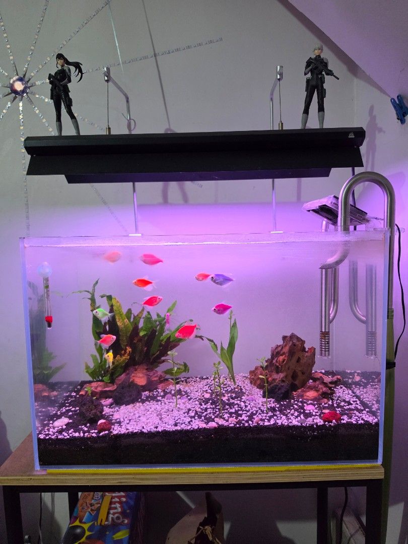 Aquarium Low Iron 60cm 22gal only (Category: Homes & Other Pet Accessories) located in Quezon City. Submitted by paulcera (Listing ID 1451018589, Image 1). Description: Aquarium Tank only 22 Gal. low iron aquarium 60x35x40cm Meet up Gateway Trinoma SM North.
