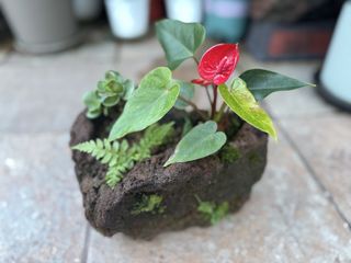 （分類：）位於 。 由 tinhauyan 提交（商品編號 1451052721，圖片 1）。簡介： 。