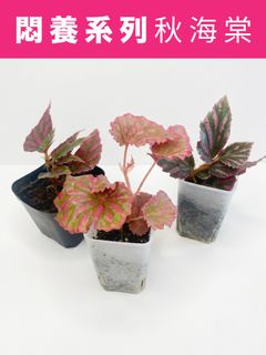 （分類：）位於 。 由 greennook 提交（商品編號 1451199125，圖片 1）。簡介： 。