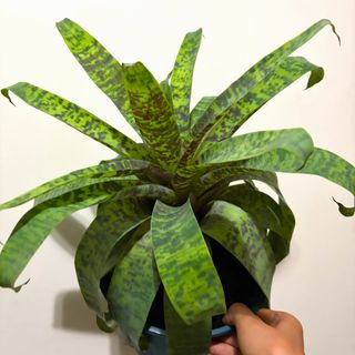 （分類：）位於 。 由 abcde654321789 提交（商品編號 1451310576，圖片 1）。簡介： 。