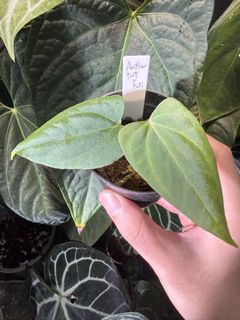 （分類：）位於 。 由 apaplants 提交（商品編號 1451132917，圖片 1）。簡介： 。
