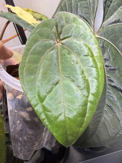 （分類：）位於 。 由 apaplants 提交（商品編號 1451132494，圖片 1）。簡介： 。
