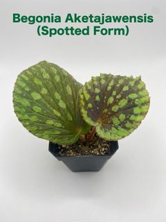 （分類：）位於 。 由 greennook 提交（商品編號 1451199540，圖片 1）。簡介： 。