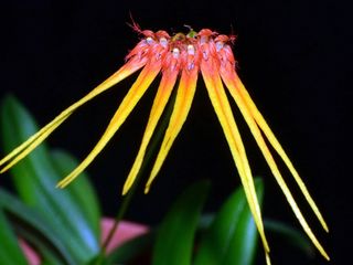 Other Orchid species and hybrids Collection item 2