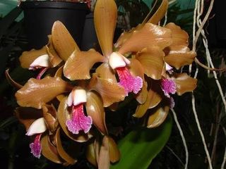 Cattleya Alliance  Collection item 2