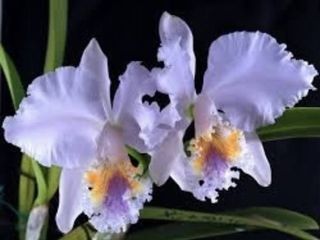 Cattleya Alliance  Collection item 1