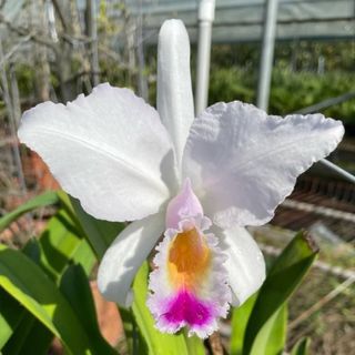 Cattleya Alliance  Collection item 3