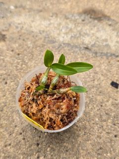 (Category: ) located in . Submitted by plantescapesg (Listing ID 1451237832, Image 1). Description: .