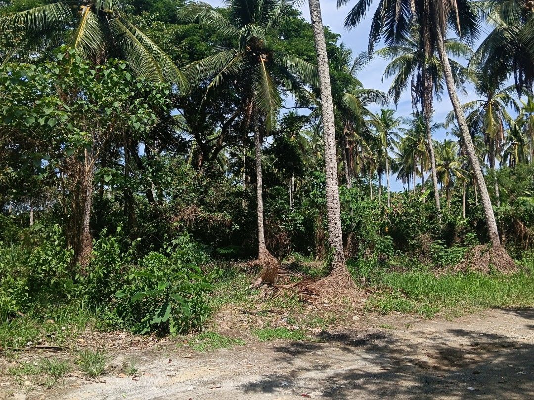 farmlot for sale (Category: Lot) located in Batangas. Submitted by lanashdee (Listing ID 1451134182, Image 2). Description: farmlot for sale alobg cemented barangay road titled rosario batangas 4900 sqm.