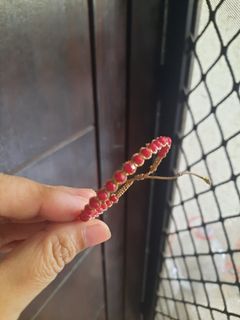 (Kategori: ) berada di . Dikirim oleh nanazh (ID iklan 1451175438, Gambar 1). Deskripsi: .