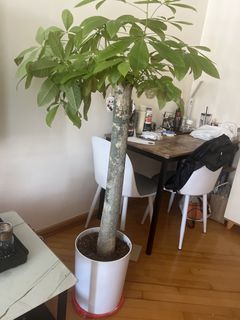 （分類：）位於 。 由 zhangjinpr69095 提交（商品編號 1451152117，圖片 1）。簡介： 。