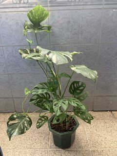 （分類：）位於 。 由 isfine001 提交（商品編號 1451325121，圖片 1）。簡介： 。