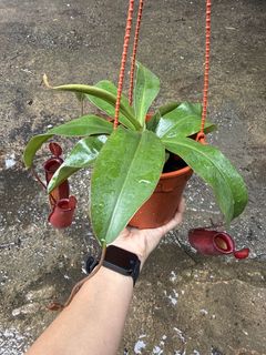 (Category: ) located in . Submitted by faygryffindor (Listing ID 1451205572, Image 1). Description: .