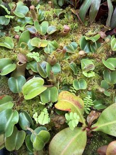(Category: ) located in . Submitted by singaporecarnivorousplants (Listing ID 1451255478, Image 1). Description: .