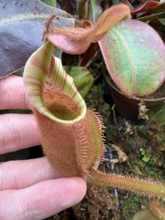 (Category: ) located in . Submitted by singaporecarnivorousplants (Listing ID 1451256435, Image 1). Description: .