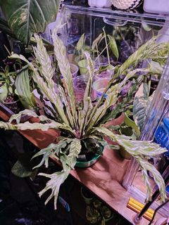 (Category: ) located in . Submitted by bumpmeforgddeals (Listing ID 1451316735, Image 1). Description: .