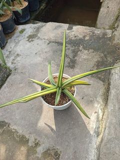 (Category: ) located in . Submitted by sindo.sg (Listing ID 1451227694, Image 1). Description: .