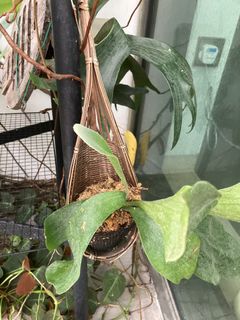 (Category: ) located in . Submitted by rnwk88 (Listing ID 1451198059, Image 1). Description: .