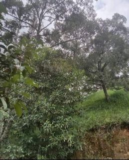 (Category: ) located in . Submitted by nadirasani (Listing ID 1451253399, Image 1). Description: .