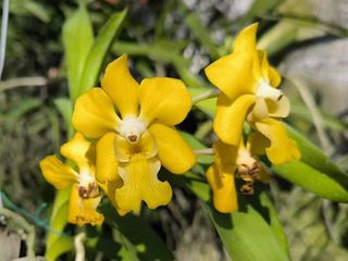 Other Orchid species and hybrids Collection item 1
