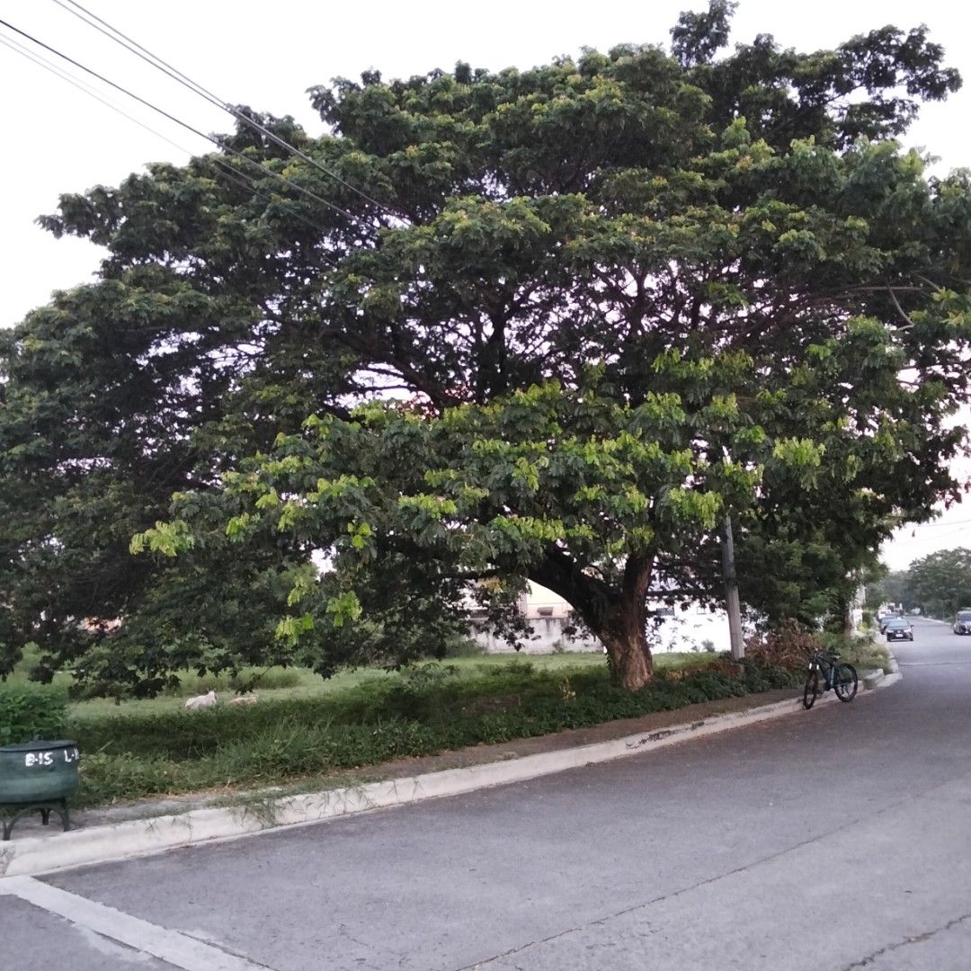 Vista Verde main road lot P2 (Category: Lot) located in Bacoor. Submitted by mamyrn (Listing ID 1451179774, Image 3). Description: Vista Verde main road lot for sale Mambog Bacoor Cavite Entrance located along Molino Blvrd Near Walter Mart and many commercial stablishment 262 sqm lot area Clean title Cash.