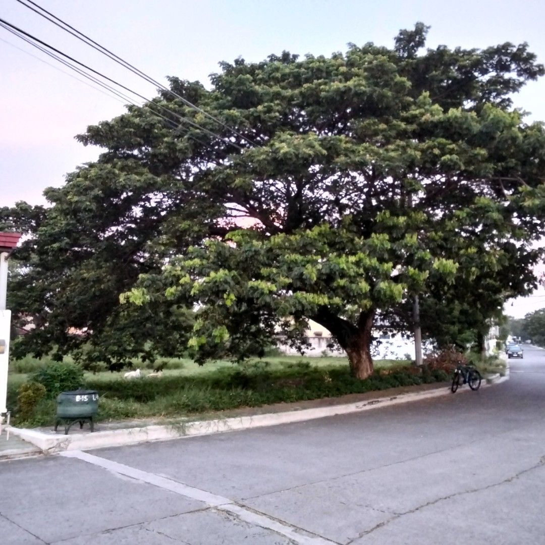 Vista Verde main road lot P2 (Category: Lot) located in Bacoor. Submitted by mamyrn (Listing ID 1451179774, Image 1). Description: Vista Verde main road lot for sale Mambog Bacoor Cavite Entrance located along Molino Blvrd Near Walter Mart and many commercial stablishment 262 sqm lot area Clean title Cash.