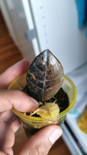 (Category: ) located in . Submitted by desmoteoh (Listing ID 1451188538, Image 1). Description: .