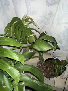 （分類：）位於 。 由 kjd121 提交（商品編號 1451293736，圖片 1）。簡介： 。