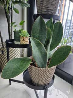 (Category: ) located in . Submitted by greenhousesg (Listing ID 1451408052, Image 1). Description: .