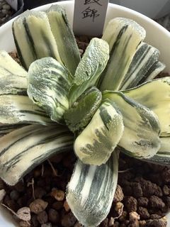 （分類：）位於 。 由 nana0308 提交（商品編號 1451407362，圖片 1）。簡介： 。