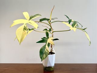 （分類：）位於 。 由 yuyuz008 提交（商品編號 1451366217，圖片 1）。簡介： 。