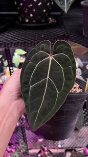 (Category: ) located in . Submitted by arfplants (Listing ID 1451464949, Image 1). Description: .