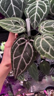 (Category: ) located in . Submitted by arfplants (Listing ID 1451465325, Image 1). Description: .