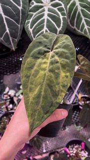 (Category: ) located in . Submitted by arfplants (Listing ID 1451464703, Image 1). Description: .
