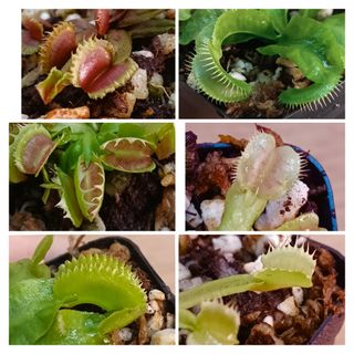 (Category: ) located in . Submitted by midnight_garden (Listing ID 1368691414, Image 1). Description: .