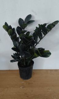 (Category: ) located in . Submitted by jtflorist (Listing ID 1450403823, Image 1). Description: .