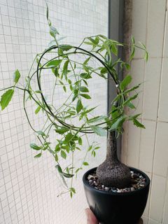 （分類：）位於 。 由 plants3721 提交（商品編號 1451542973，圖片 1）。簡介： 。