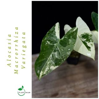 (Category: ) located in . Submitted by plantsman.sg (Listing ID 1451656724, Image 1). Description: .