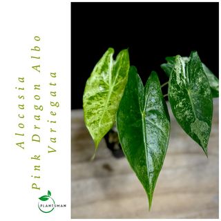 (Category: ) located in . Submitted by plantsman.sg (Listing ID 1451656124, Image 1). Description: .