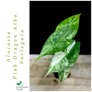 (Category: ) located in . Submitted by plantsman.sg (Listing ID 1451656219, Image 1). Description: .