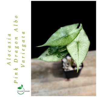(Category: ) located in . Submitted by plantsman.sg (Listing ID 1451656461, Image 1). Description: .