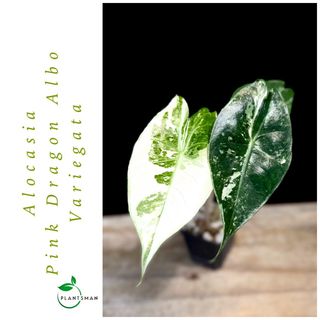 (Category: ) located in . Submitted by plantsman.sg (Listing ID 1451656583, Image 1). Description: .