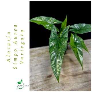 (Category: ) located in . Submitted by plantsman.sg (Listing ID 1451660145, Image 1). Description: .